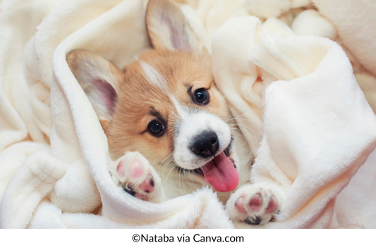 Choosing a Corgi Breeder