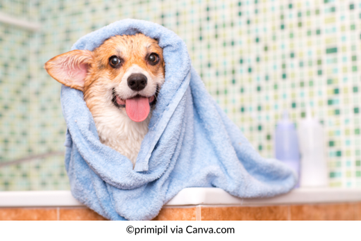 Corgi Bathing Guide