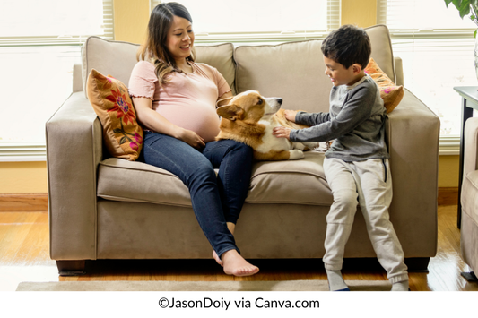 Corgis as Family Pets